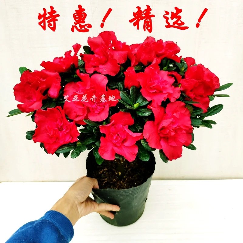杜鹃花盆栽带花苞四季开花西洋比利时室内树苗阳台花卉老桩苗好养