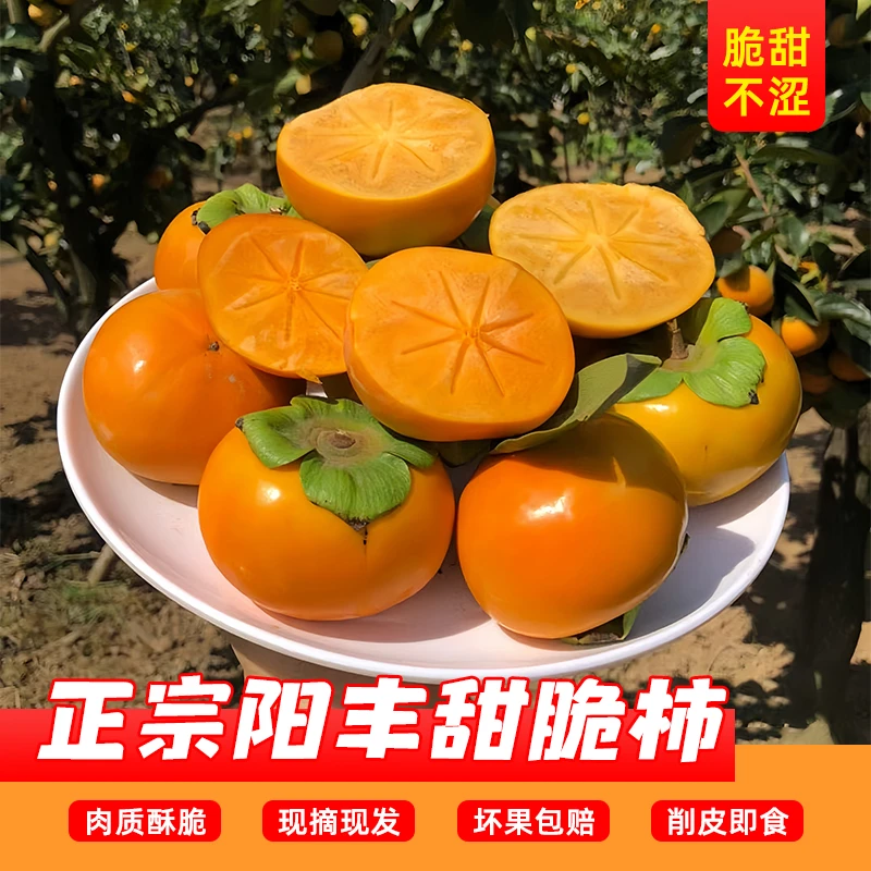 现摘现发正宗阳丰脆甜柿子