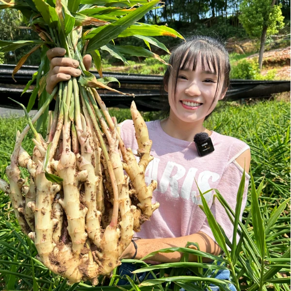 【四川自贡五宝镇】沙土新鲜仔姜（净含量4.5斤/8斤）现扯现发