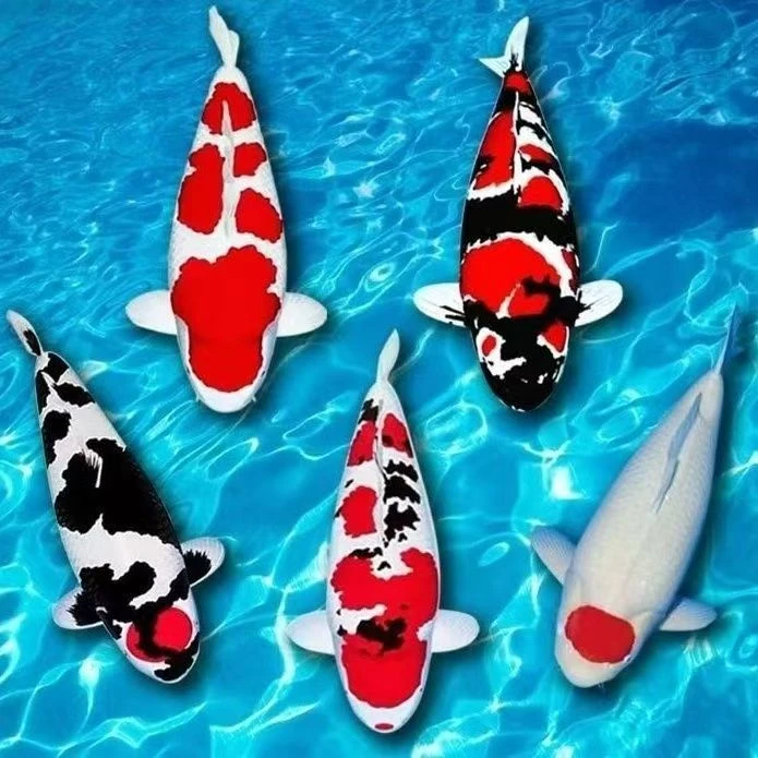 锦鲤活鱼观赏鱼精品红白三色绯写黄金招财鱼好养耐活淡水冷水鱼