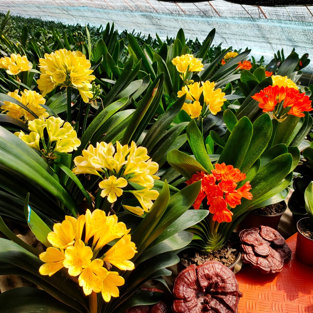 【鞍山君子兰】明码标价一物一拍 不支持退换(新疆西藏不包邮)