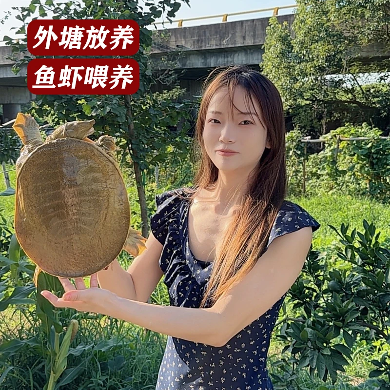 5年正宗外塘生长放养团鱼新鲜活食用甲鱼团鱼批发青黄包赔挑选