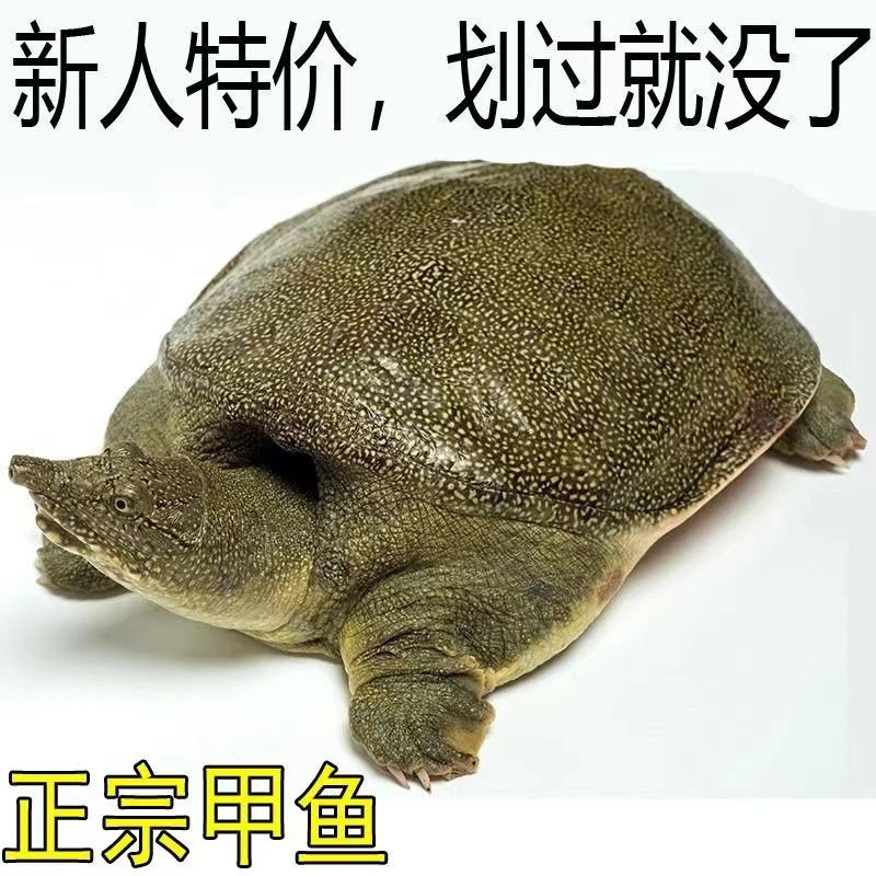 6斤装正宗外塘生长放养团水鱼新鲜活食用母甲鱼批发青黄包赔挑选