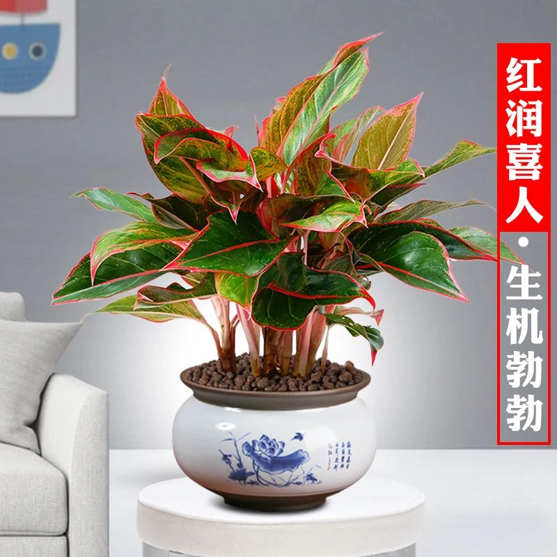 万年红盆栽花卉植物室内如意皇后观叶绿植四季好养净化空气年宵花