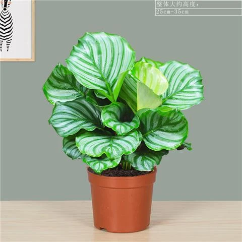 竹芋绿植盆栽耐阴四季常青室内观叶植物办公桌净化空气青苹果竹芋