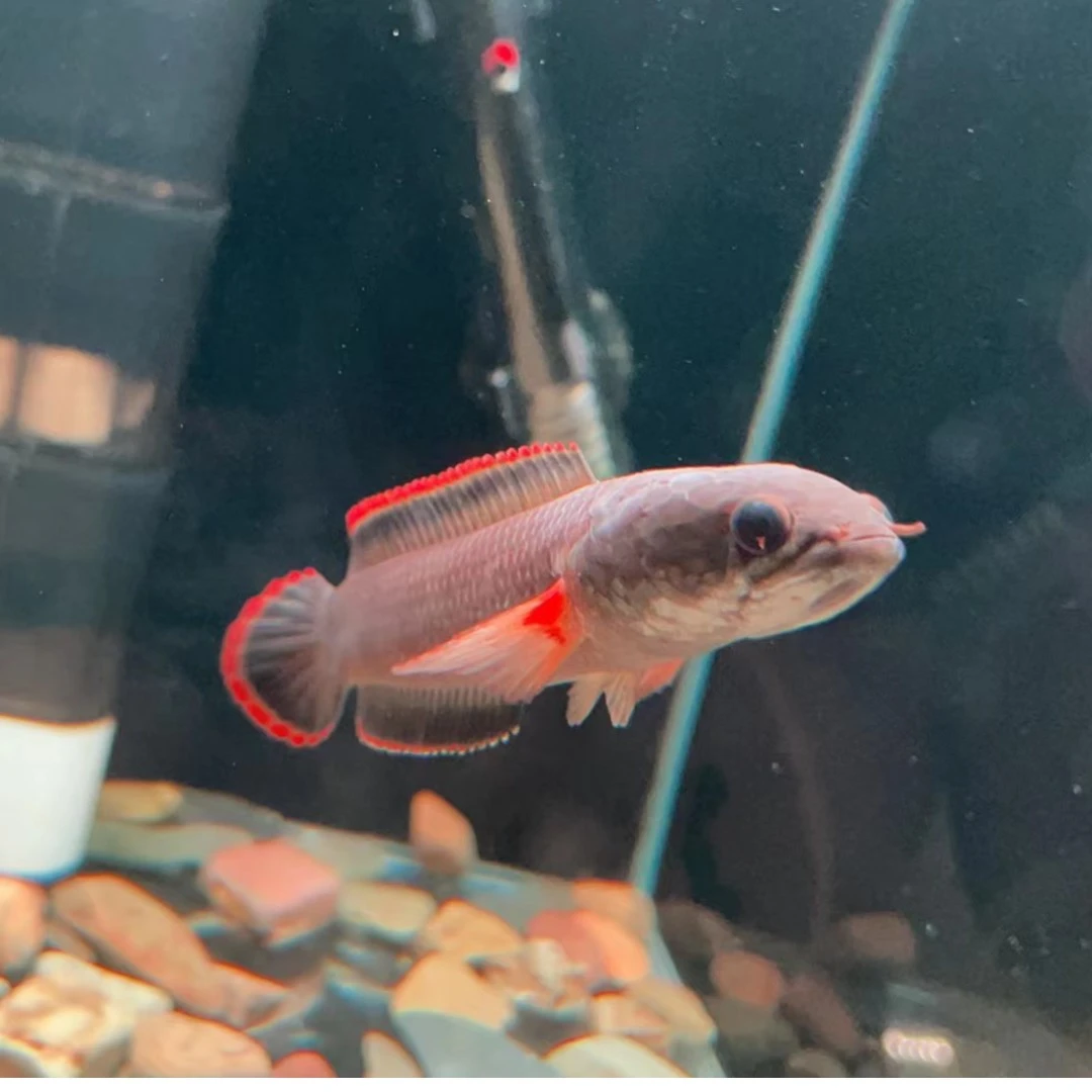 12CM金石雷龙-互动性强