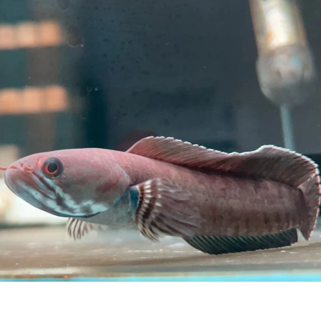 人工奶茶精品雷龙