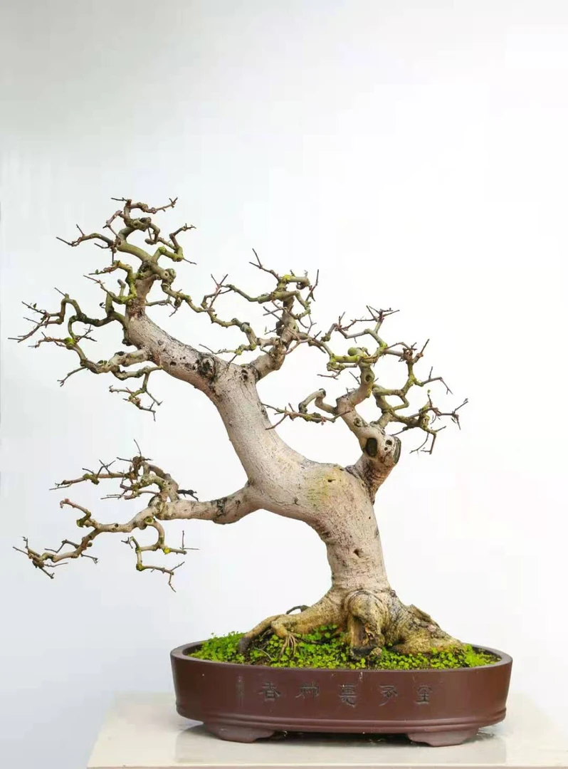 鲜花绿植直播间一物一拍。专用链接