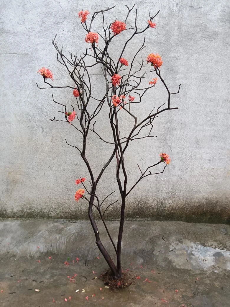 龙船花，山格木，桃金娘，直播间一物一拍