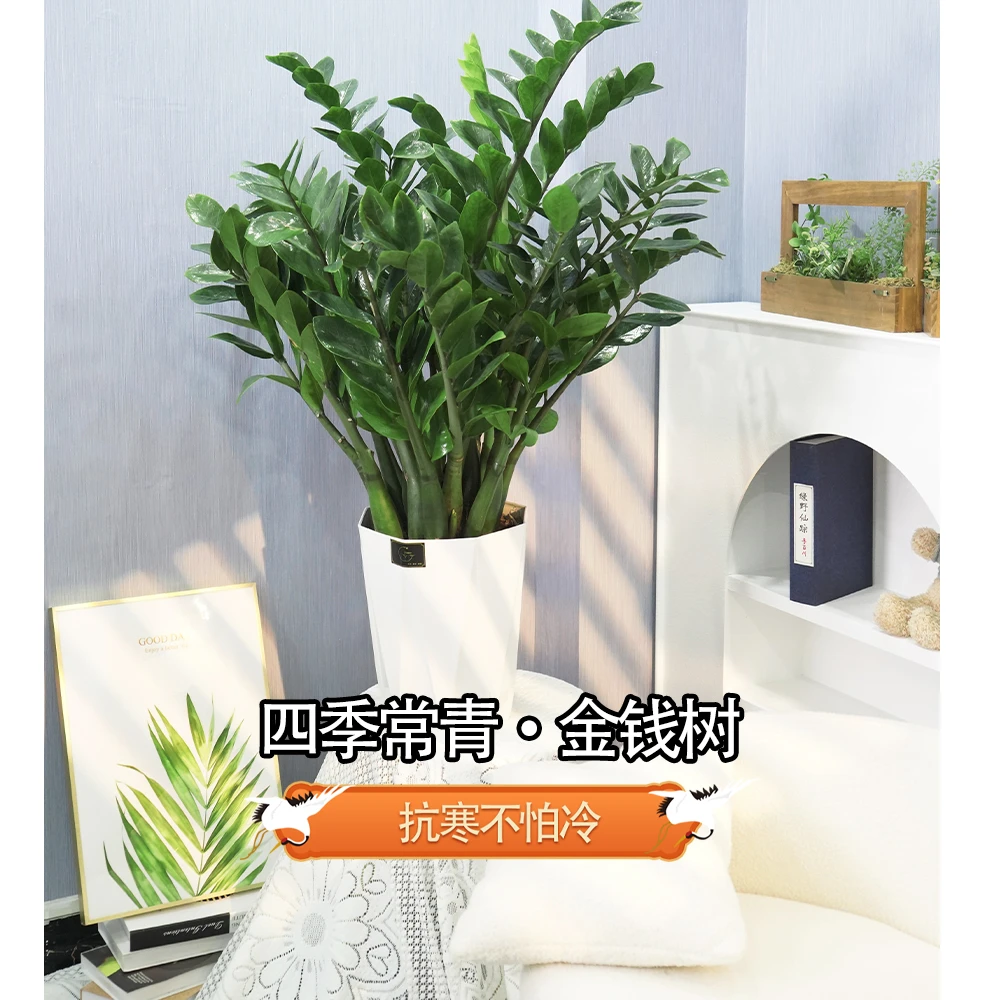 【春田冲量超A+级苗】0.9-1m金钱树落地款带挂件四季常青室内发财树