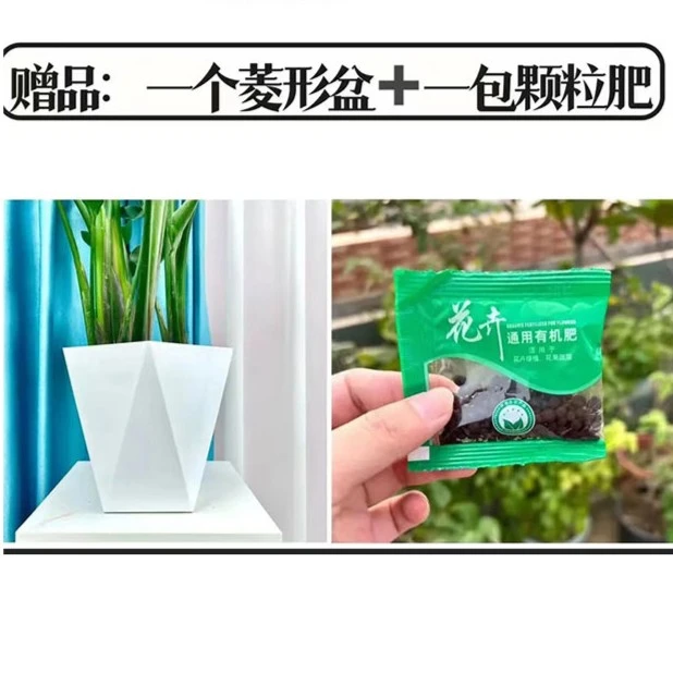 菱形盆加养料