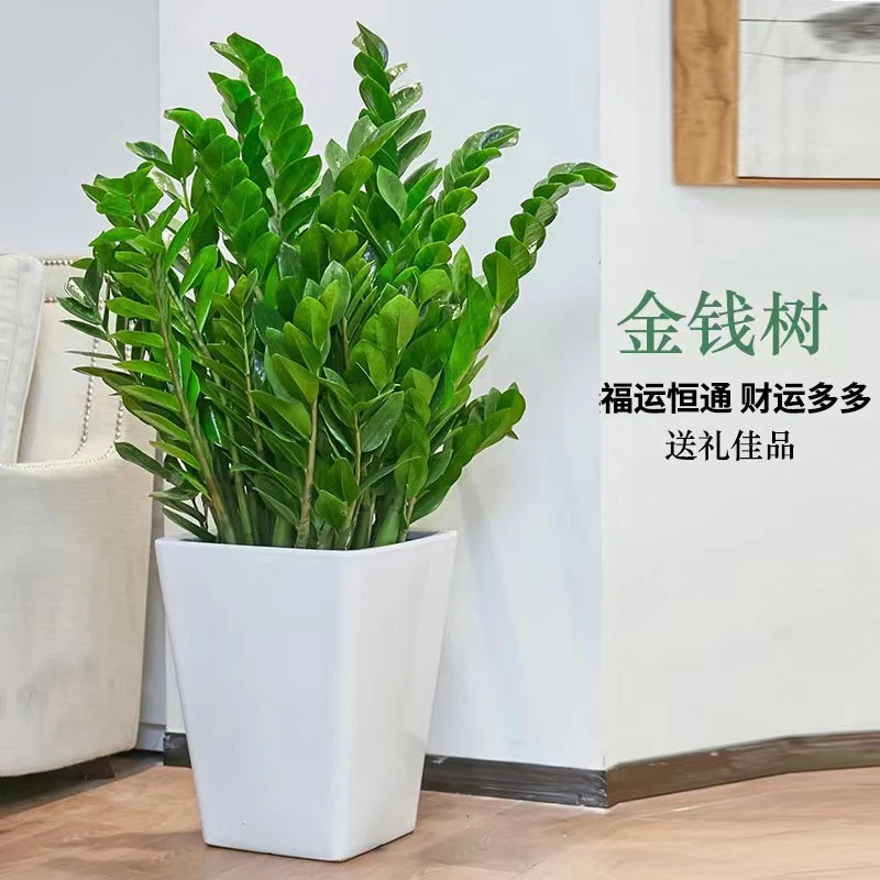 【巨型金钱树椿山】1.1-1.2米落地款送滑轮盆客厅开业送礼大株鲜活