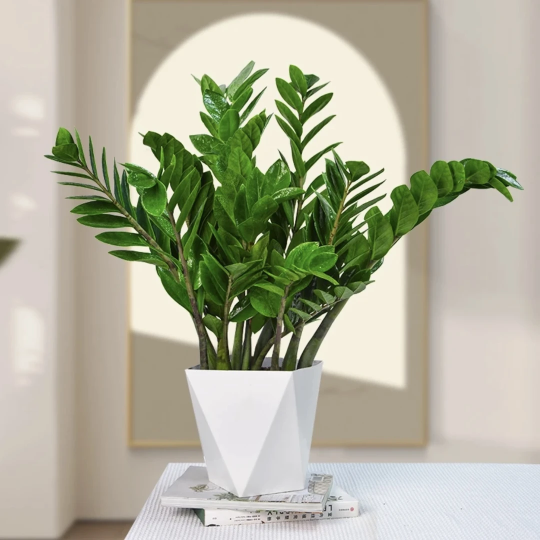 【亏米福利】50-60cm金钱树盆栽美观好养耐旱四季常青室内菱形盆
