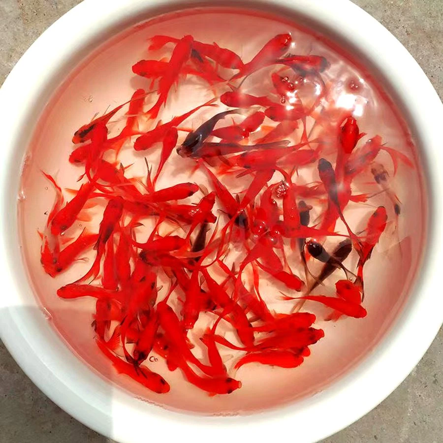 超萌好物 红草金鱼锦鲫鱼观赏鱼鱼缸水族小金鱼淡水鱼冷水包邮