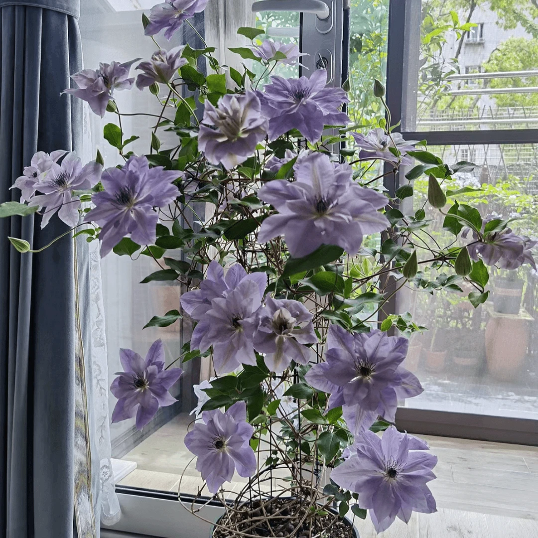 铁线莲种子粉龙爬藤植物盆栽地栽四季花卉重瓣浓香阳台小院花海