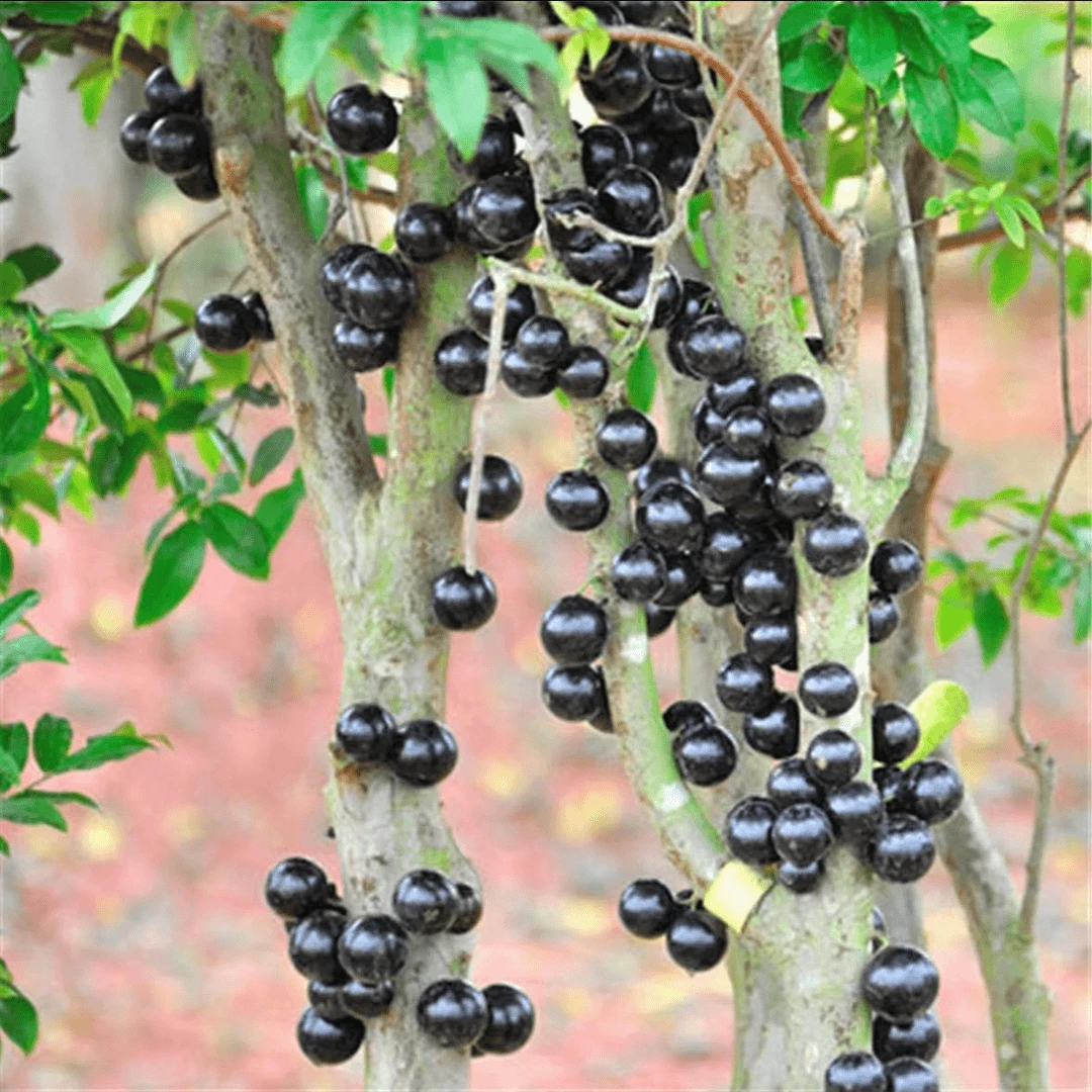 【嘉宝果种子】家庭阳台小院盆栽地栽四季种植易种易活