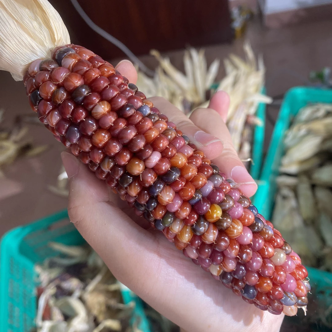 文玩玉米手工艺品 直播间一物一拍（以实物为准））