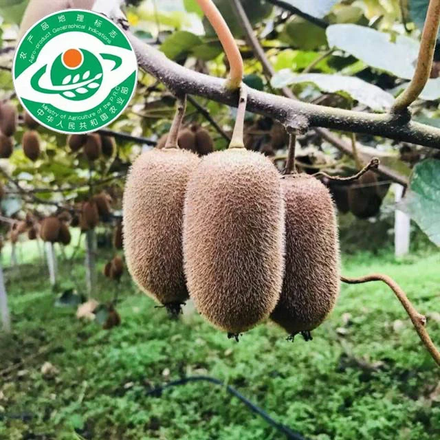 贵州修文贵长绿心猕猴桃12枚(55~75g)尝鲜装坏果包赔鸡蛋大小香甜