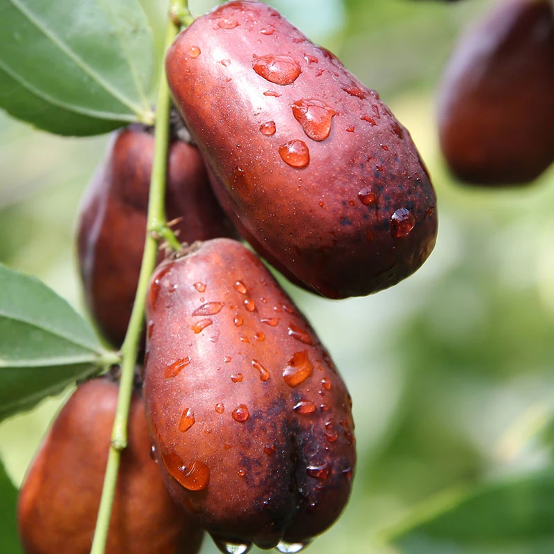 产地直发宁夏灵武长枣红枣现摘鲜枣大枣当季冬枣新鲜水果青枣礼盒