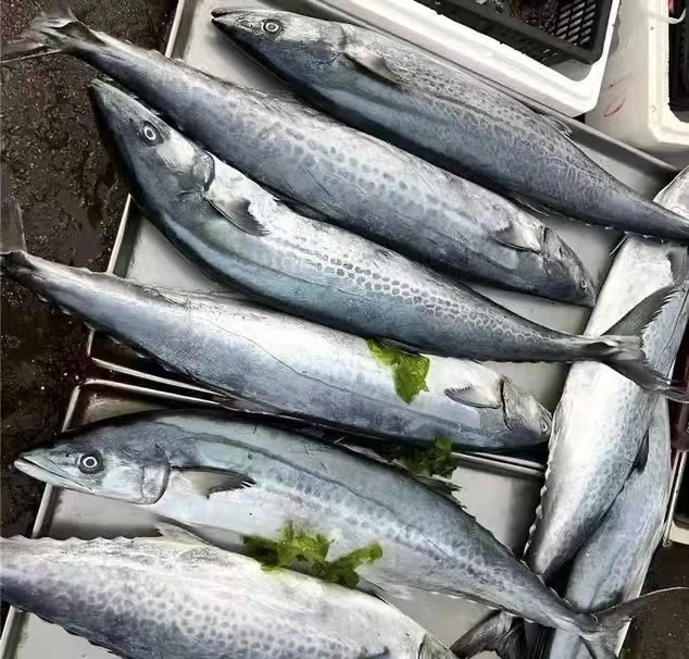 福建野生高品质大马鲛纯天然野生海捕新鲜上岸顺丰包邮