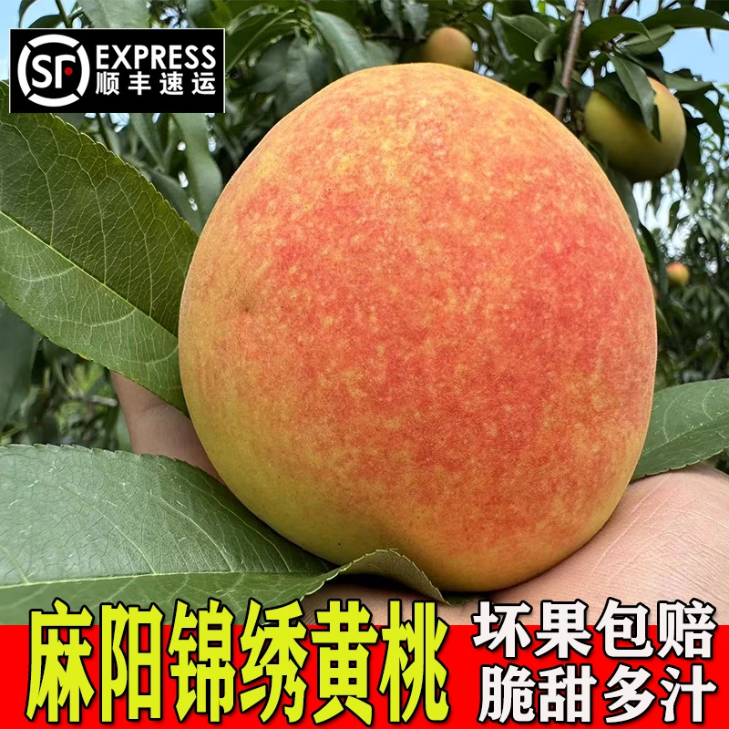 【苗乡妹子顺丰包邮】湖南麻阳锦绣黄桃当季水果新鲜整5现摘斤