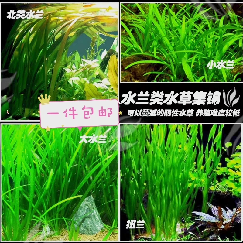 真水草绿菊大水兰小水兰扭兰龙舌兰前后景新手溪流鱼缸造景水韭菜