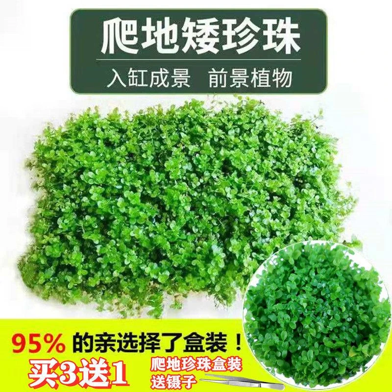 前景爬地矮珍珠趴地迷你鱼缸造景活体真水草懒人草坪阴性淡水植物