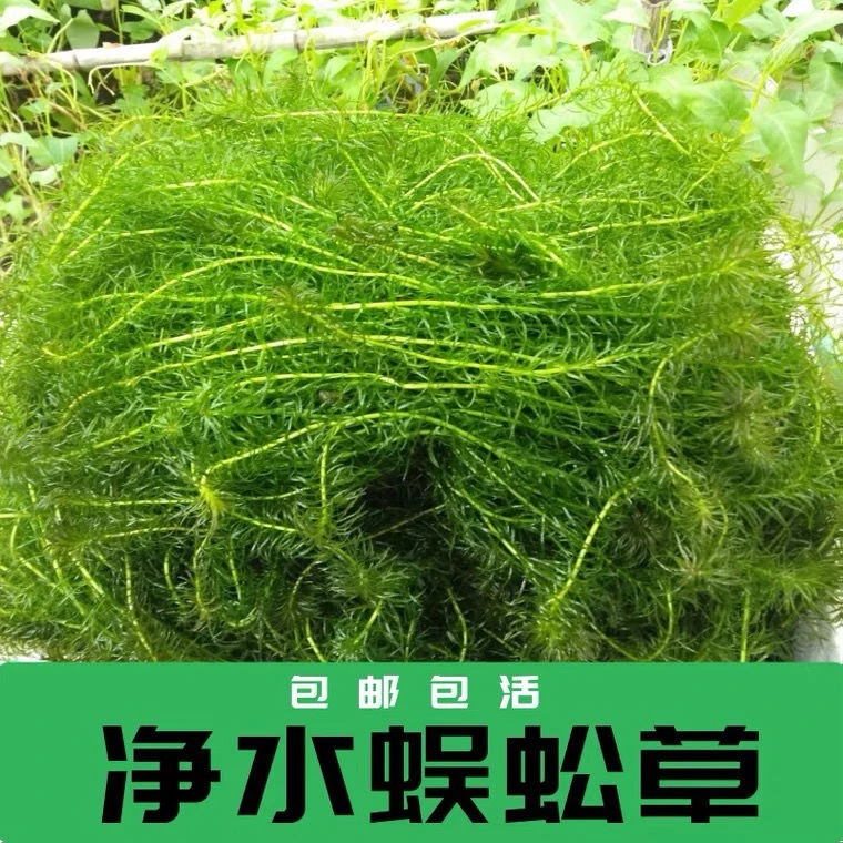 古法生态养鱼蜈蚣草活体阴性草造景水草懒人好养净化水质推荐新手