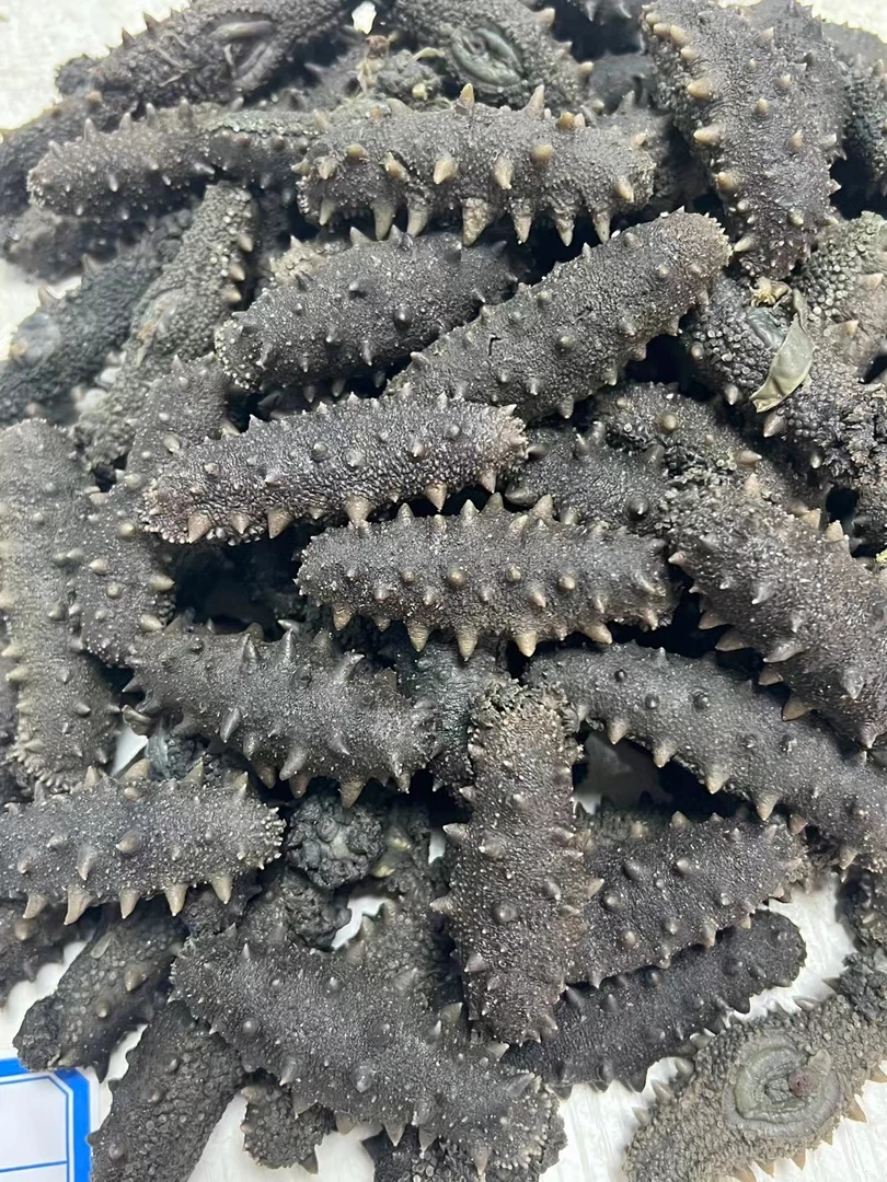 深海顶火大白刺半干海参（青岛发货不支持七天无理由）