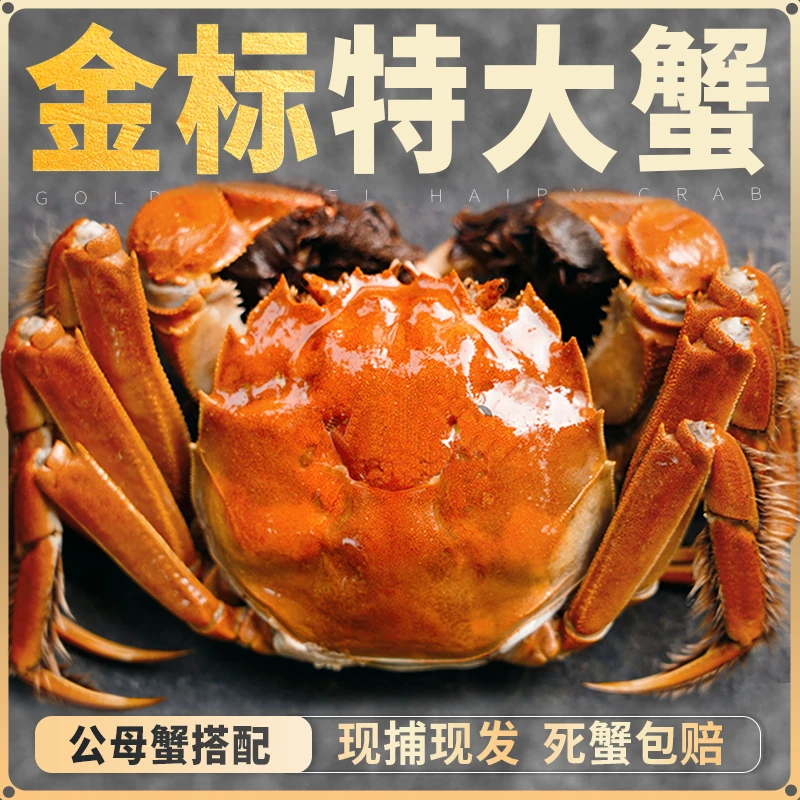 【活蟹现发1】江苏正宗金标湖养蟹 母蟹2.4-2.1公蟹2.4-2.1两 10只