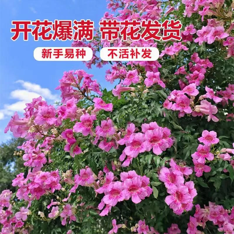 【美国粉凌霄花】耐冷庭院花园木本植物爬藤大型成活率耐热粉嫩娇艳