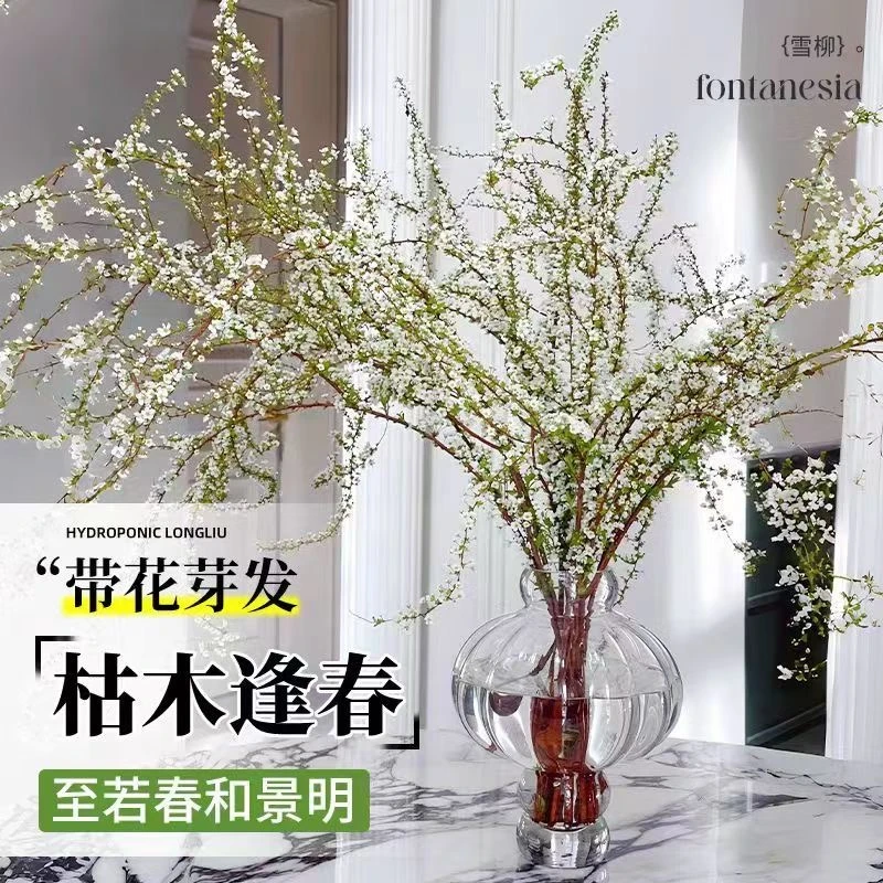 【7.8-20支】鲜枝雪柳耐寒水养遇水插花开花水培花卉绿植干枝雪柳