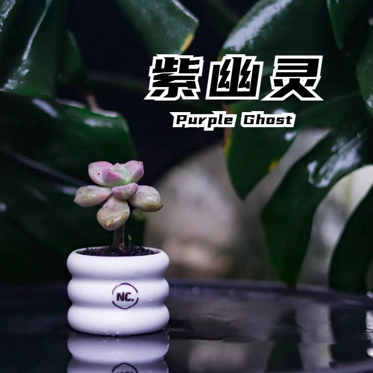 【NC.PLANTS 紫幽灵】新品浮力 | 成品 | 桌面小盆栽