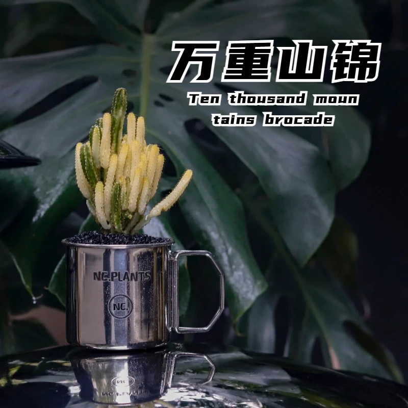 【NC.PLANTS 万重山锦】 新品浮力 | 桌面盆栽 | 成品