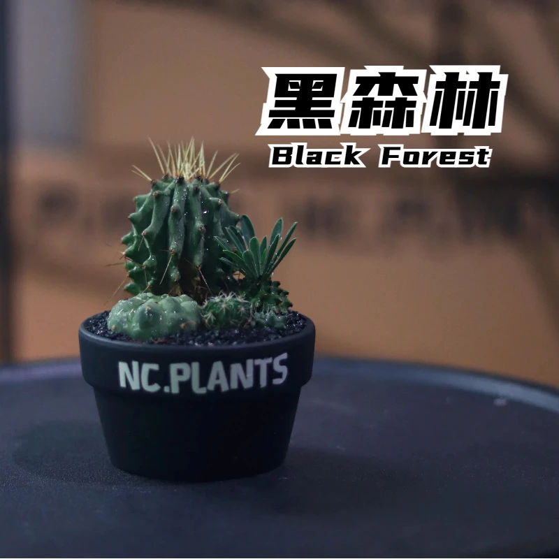 【NC.PLANTS 黑森林】 4种沙生植物 | 新品浮力 | 成品