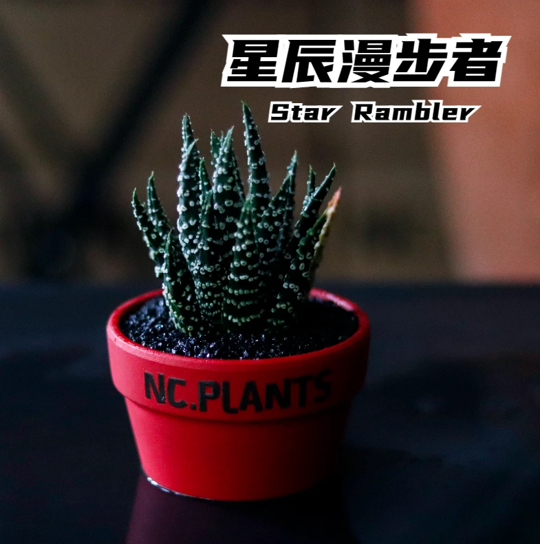 【NC.星辰漫步者】冬之星座 | 新品福利｜桌面植物｜成品