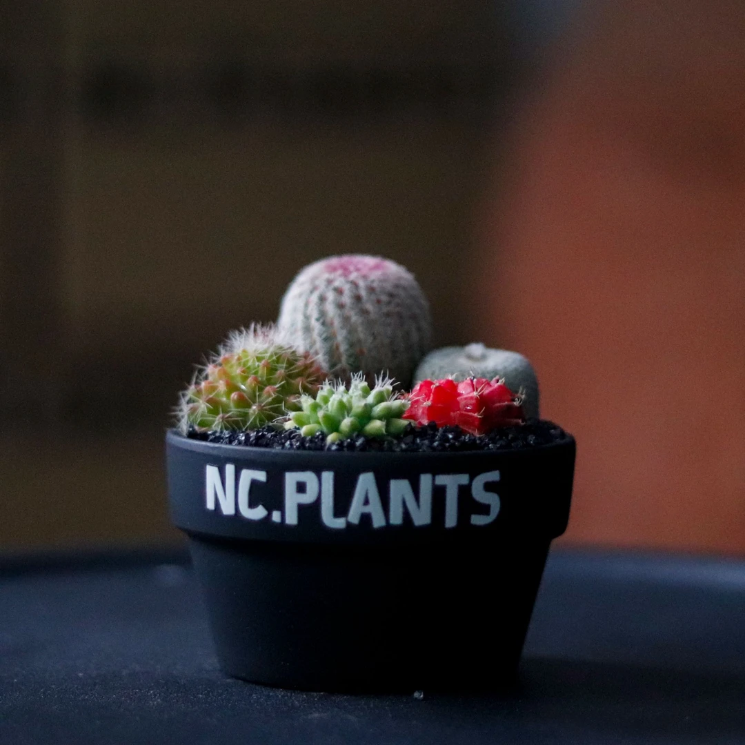 【NC.PLANTS 冰淇淋】5种仙人球组合 | 成品带盆
