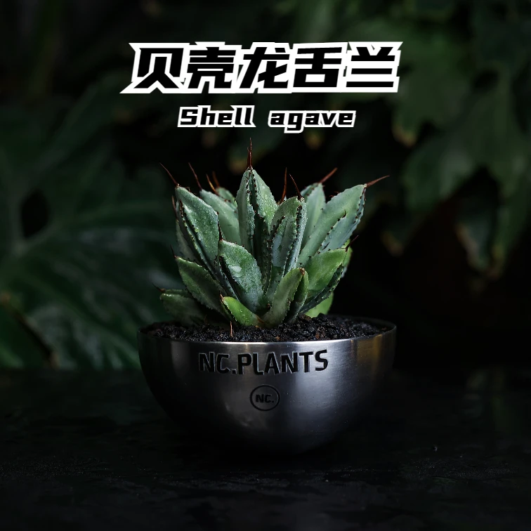【NC.新品】贝壳龙舌兰 | 沙生植物组合景观 盆器口径15cm 成品