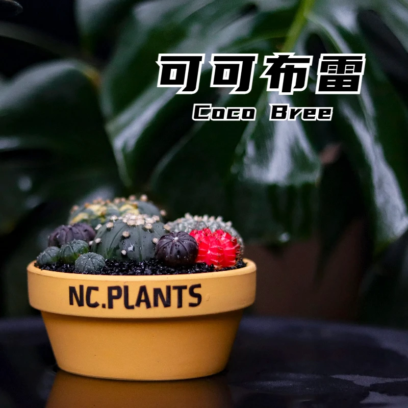 【NC.PLANTS  可可布雷】加热包发货 | 7种沙生植物  | 成品