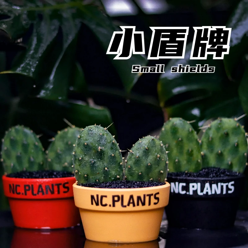 【NC.PLANTS 小盾牌】加热包发货 |  成品 | 新品浮力 | 桌面小盆栽