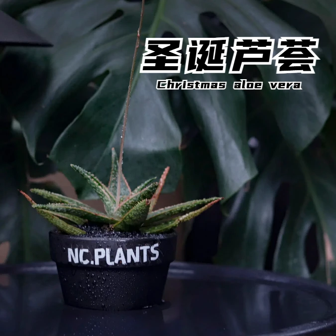 【NC.PLANTS 圣诞芦荟】 成品 | 新品浮力 | 桌面小盆栽