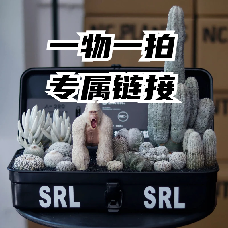 【NC.定制成品专属链接】直播间定制专属沙生植物微景观