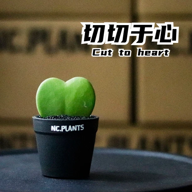 【NC.PLANTS 切切于心】 新品浮力 | 桌面盆栽
