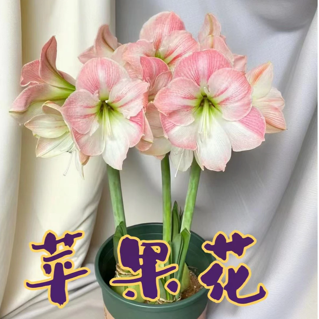 荷兰进口单瓣苹果花大花（24-26cm）