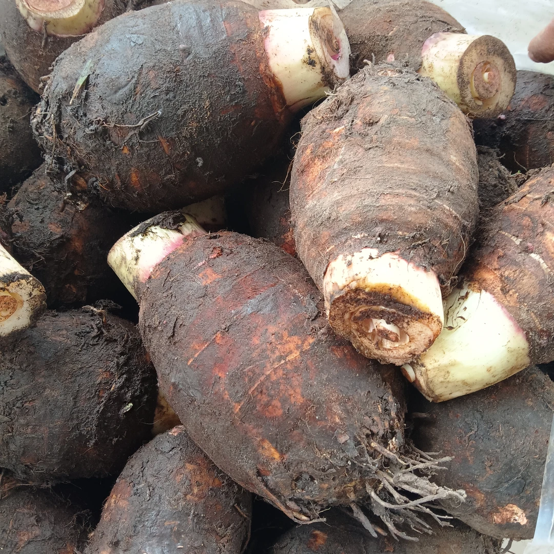 云蕾精选【芋头】云南山货