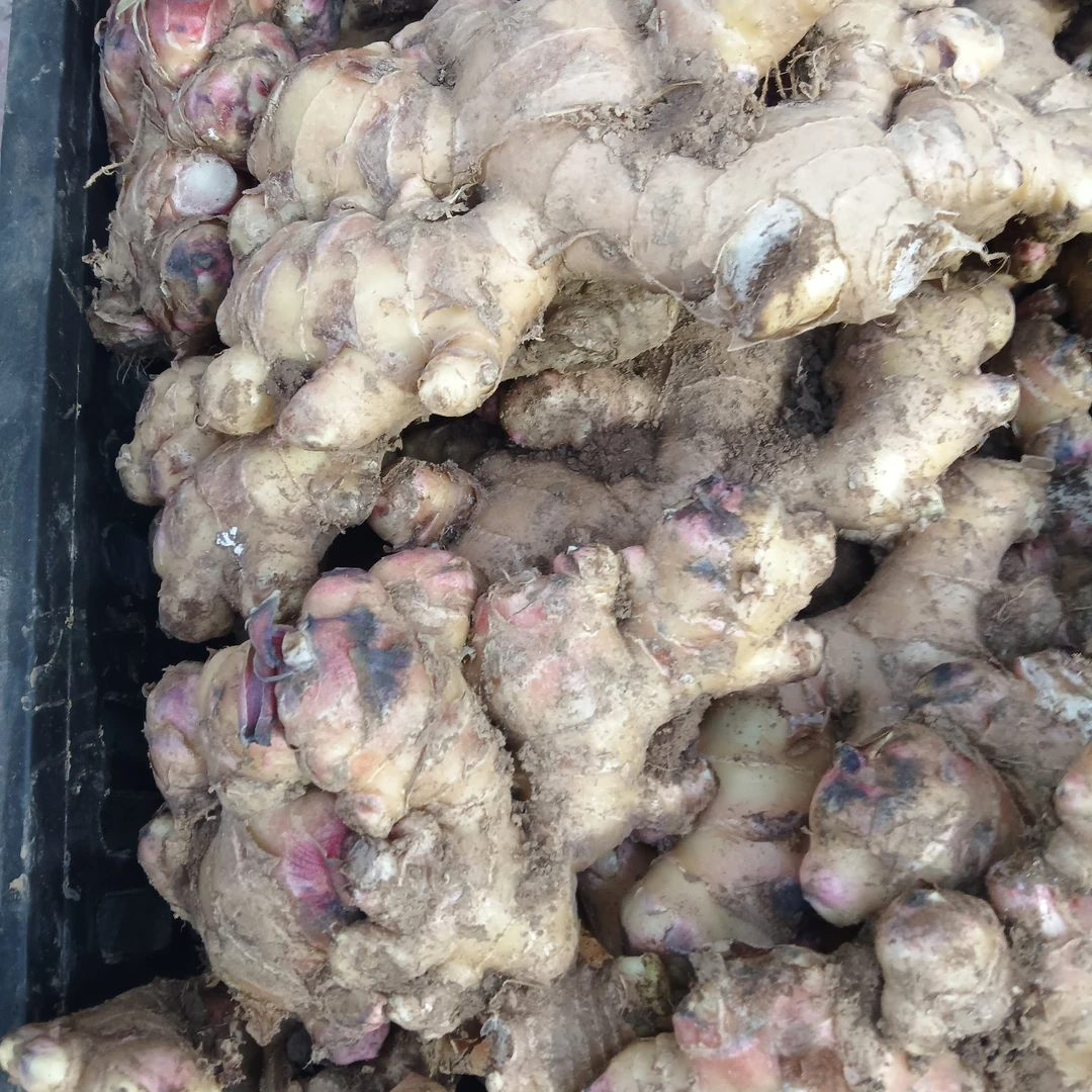 云蕾精选【生姜】云南赶集山货