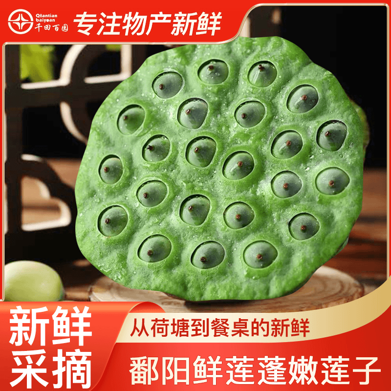 千田百园江西鄱阳莲蓬新鲜莲蓬嫩莲蓬子现摘生吃水果莲蓬加冰包邮