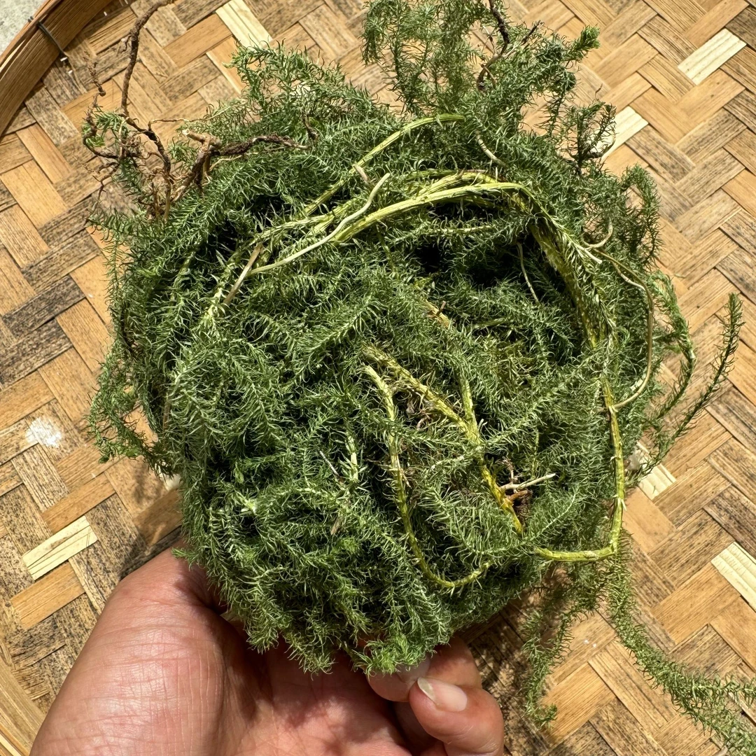 大山小敏【伸筋草】云南山货伸筋草舒筋草泡脚包泡酒料月子洗澡煮水