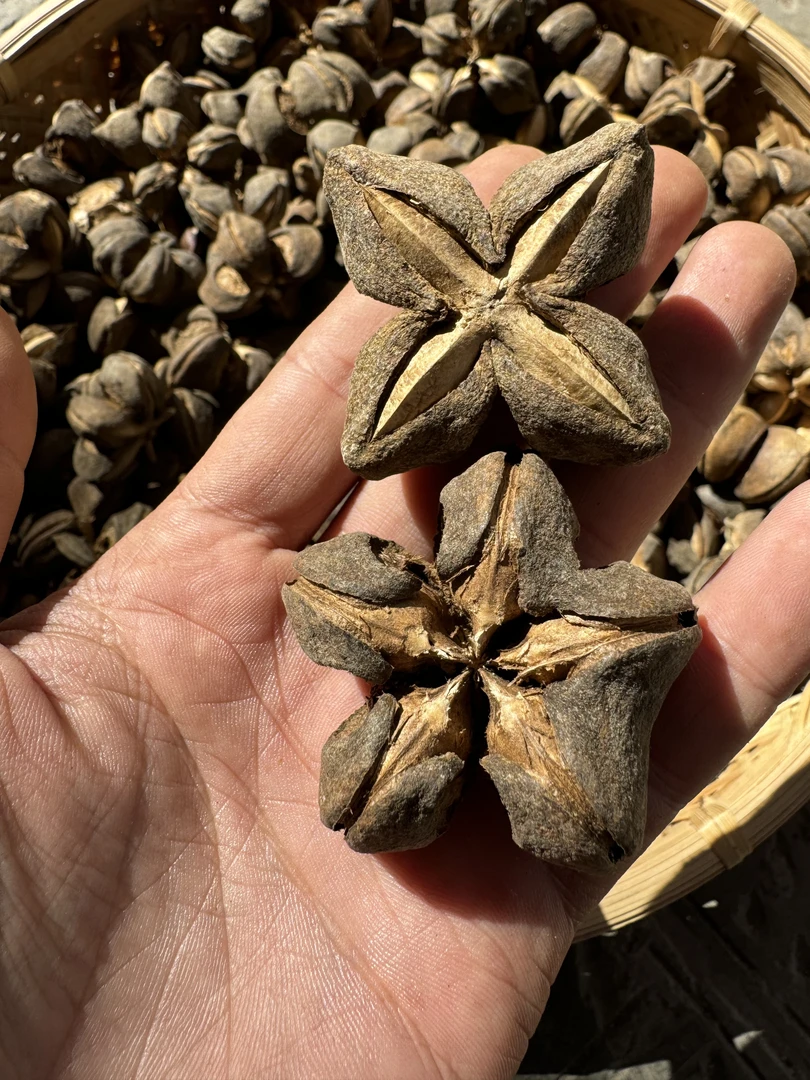 大山小敏【美藤果】新干货美藤果带壳干果印加果星星整颗晾晒泡水