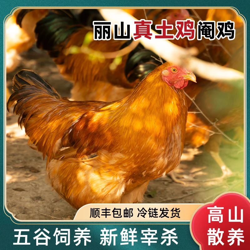 山斋丽山土鸡高山散养谷物饲养（阉鸡）1只2000g±100g